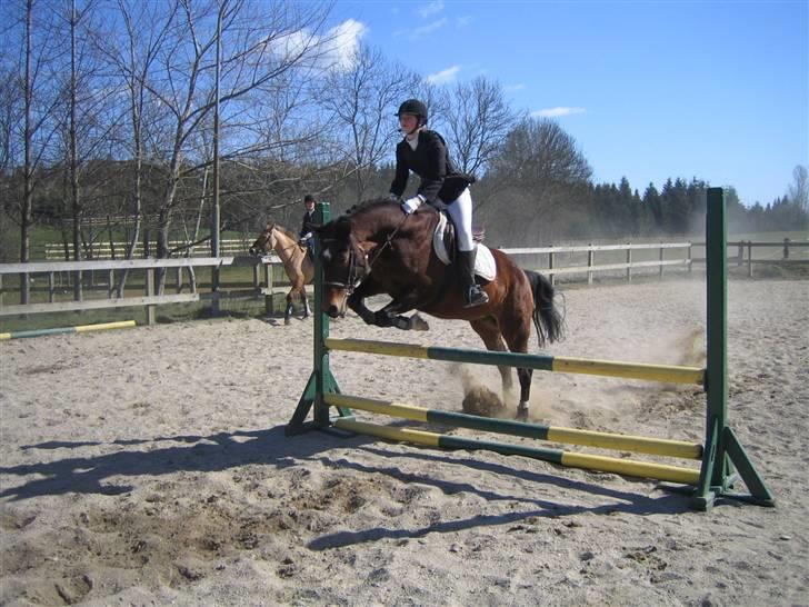 New Forest Moonlight (gammel part) - Opvarmning på Høsterkøb..... billede 5