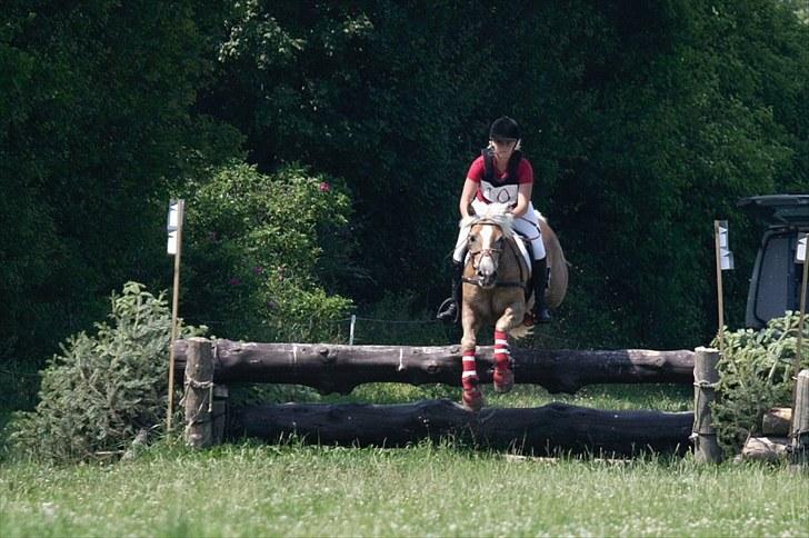 Haflinger Reja - CNC100 i Haslev foto: Fuzz billede 7