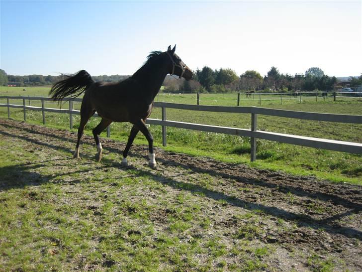 Dansk Varmblod Louis Figo *SOLGT* billede 7