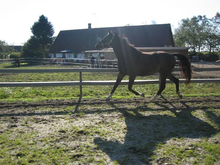 Dansk Varmblod Louis Figo *SOLGT* billede 8