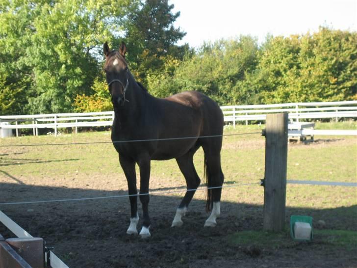 Dansk Varmblod Louis Figo *SOLGT* billede 9