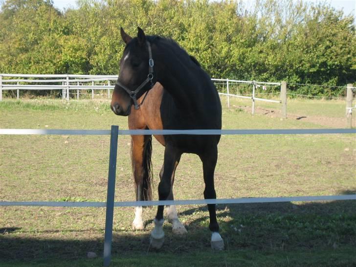 Dansk Varmblod Louis Figo *SOLGT* billede 10