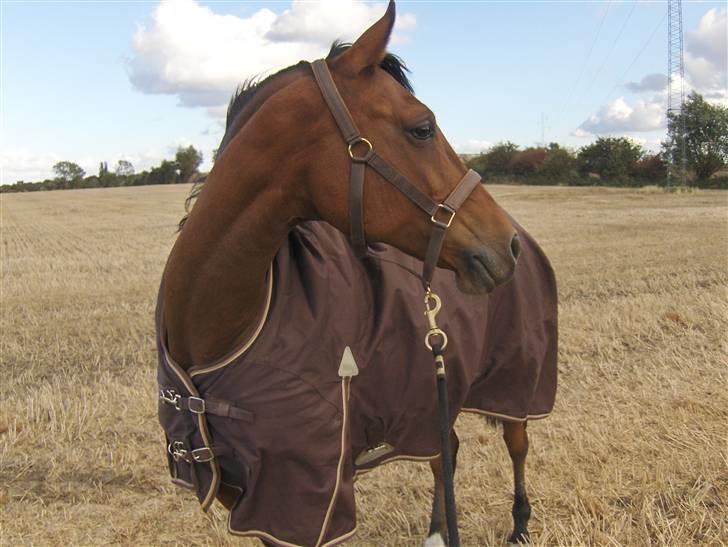 Arabisk fuldblod (OX) Alarming ox 2501 billede 8