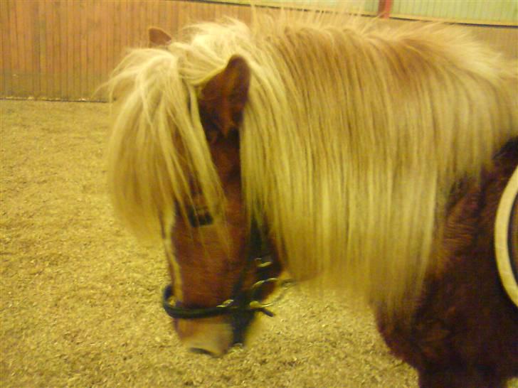 Islænder Hrísla fra Gerskov R.I.P. - Hrisla til undervisning ved Heidi på Grønskovlund. billede 4