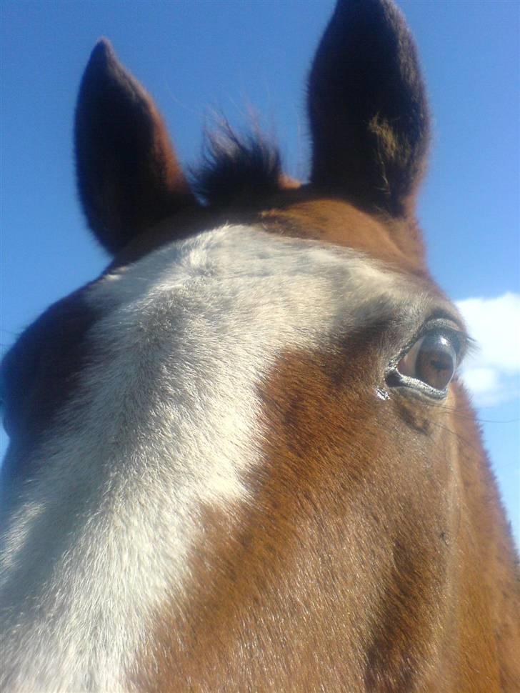 Dansk Varmblod Tequila ~SOLGT~R.I.P - Ja ved det godt, har ligesom tabt min pandelok =o( billede 6