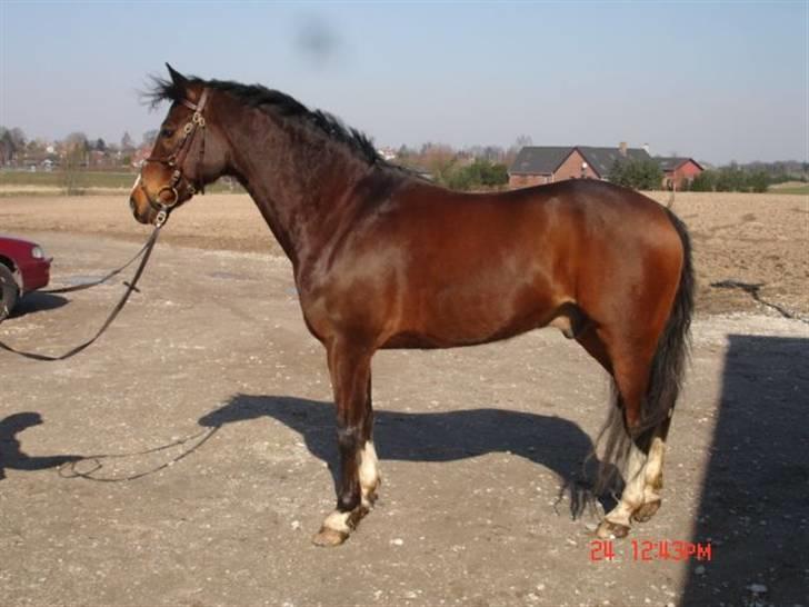 Anden særlig race Nørlunds Pokémon solgt - billed fra pokes salgsannonce billede 11