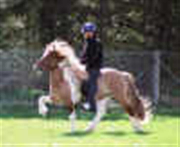 Islænder Freja fra Højbjerg - Frejas smuke far Girdir fra Vindasi, desværre er billedet alt for tåget. billede 7