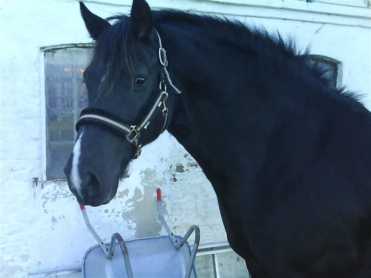 Welsh Cob (sec D) Hamlet *RIP* <3 - :´( <3 billede 14