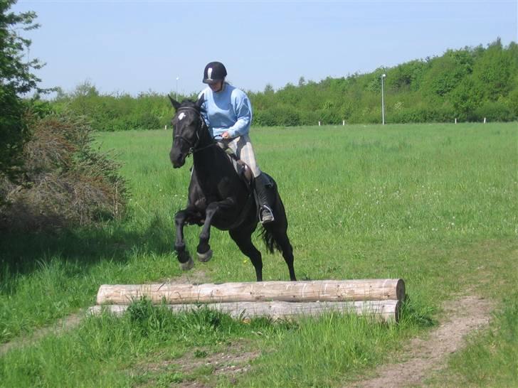 Anden særlig race Nonius-95Malvin *Solgt* - Spring :D billede 12