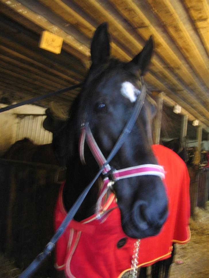 Anden særlig race Nonius-95Malvin *Solgt* - "Øh ? På mystisk vis fik jeg viklet mig ind i den her ting :S, vil du ikke hjælpe mig Stine?" billede 13