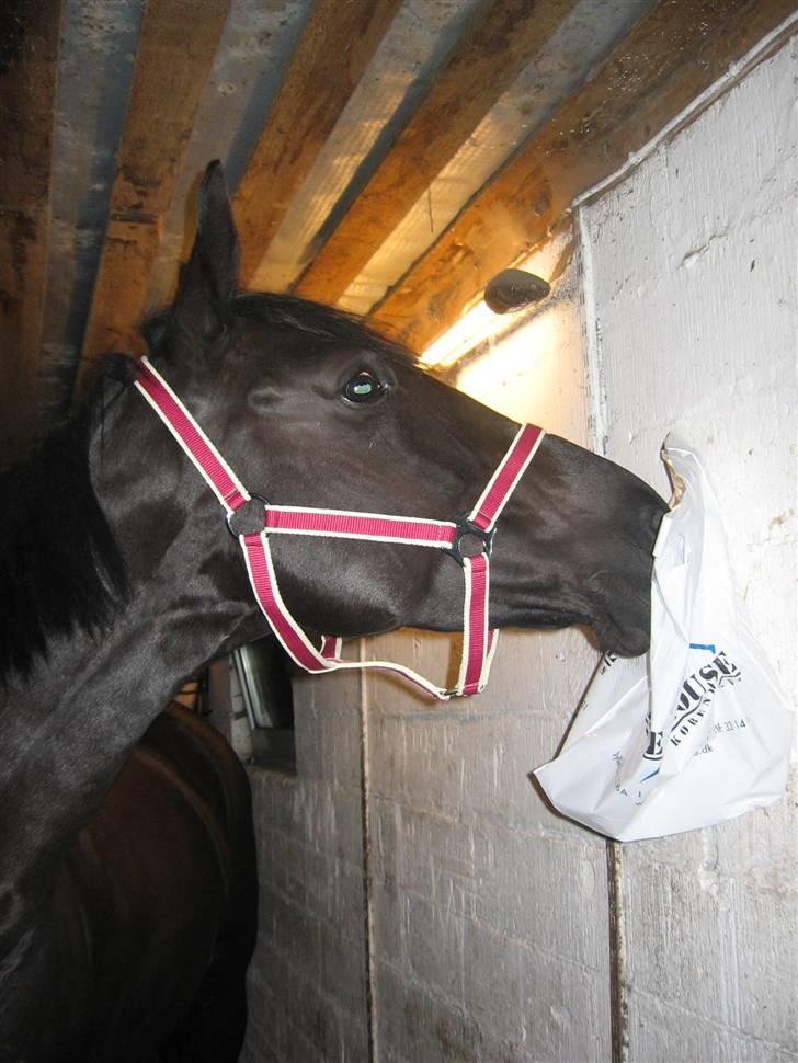 Anden særlig race Nonius-95Malvin *Solgt* - "Hvad er der mon i den her !?" billede 14