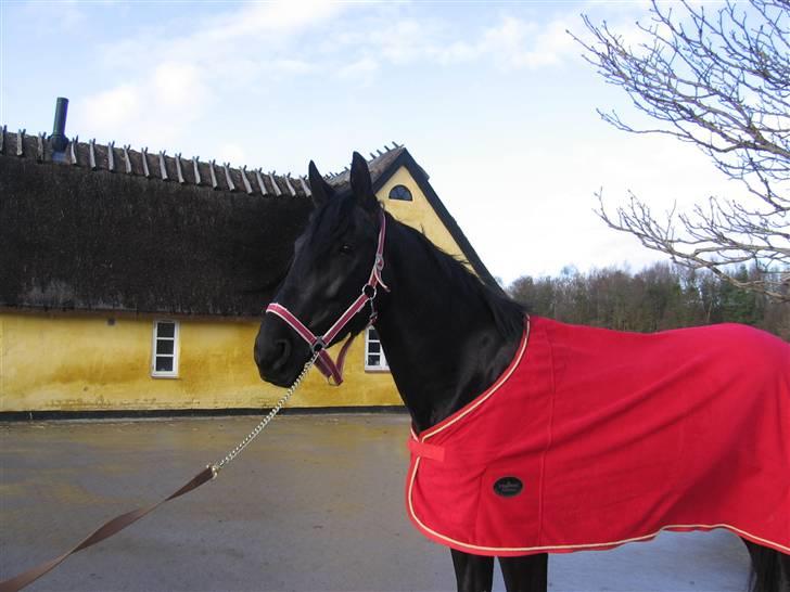 Anden særlig race Nonius-95Malvin *Solgt* - Smukke Nonius med Rødt Tæppe på (: billede 15