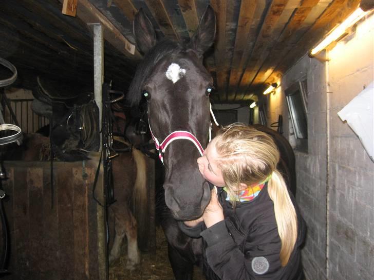 Anden særlig race Nonius-95Malvin *Solgt* - Myss :¤ billede 16