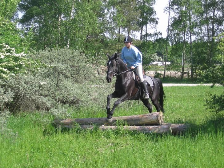 Anden særlig race Nonius-95Malvin *Solgt* - Smukke Nonius :D billede 17