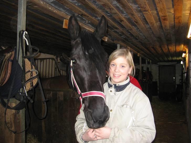 Anden særlig race Nonius-95Malvin *Solgt* - Hvor er hun bare dejlig (: billede 18