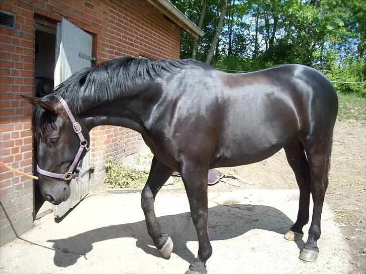 Oldenborg Bacardi Kærgård (STJERNEN - den. 29/5-2010 billede 4