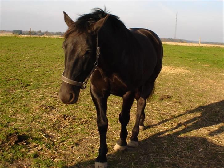 Oldenborg Bacardi Kærgård (STJERNEN - er du snart færdig:-) vil gerne ind og have mad  billede 5