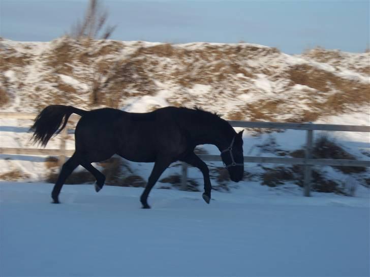 Oldenborg Bacardi Kærgård (STJERNEN - Min lille dreng:-) han kan godt løfte benene billede 6