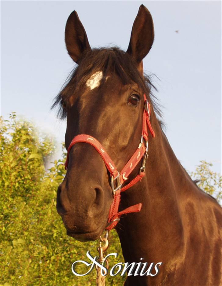 Anden særlig race Nonius-95Malvin *Solgt* - Det nye rideskole billede (: billede 19