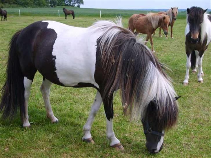 Islænder bjarklind fra juel billede 1