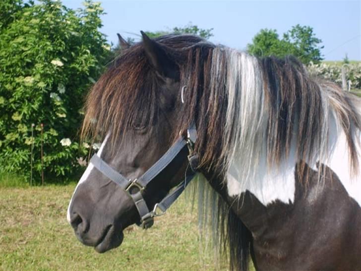 Islænder bjarklind fra juel billede 2