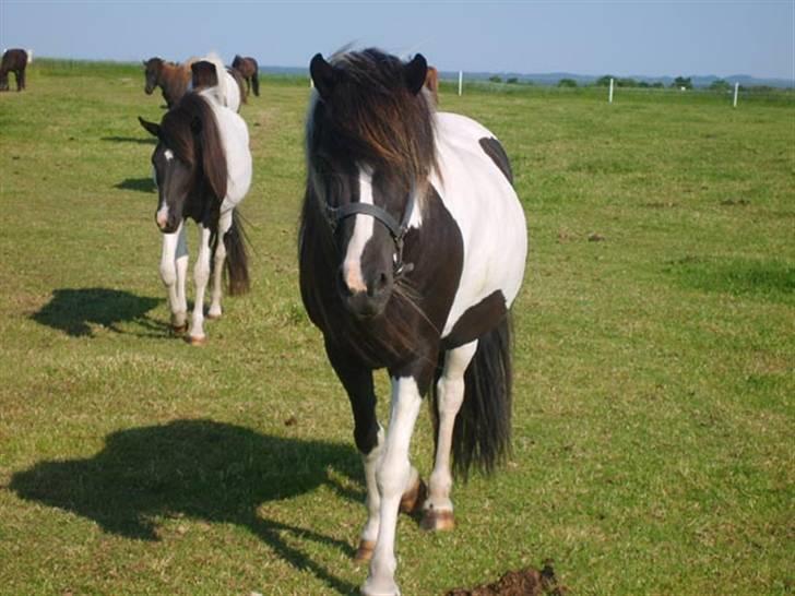 Islænder bjarklind fra juel billede 3