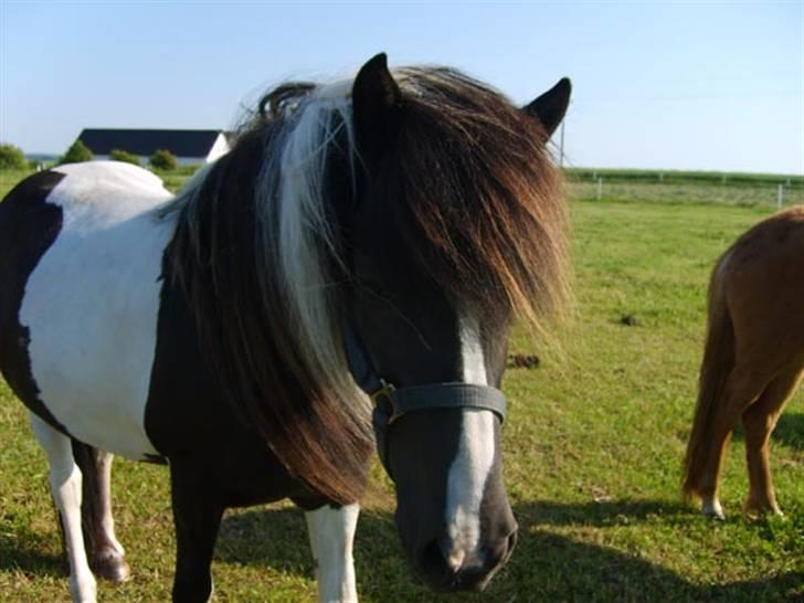 Islænder bjarklind fra juel billede 4