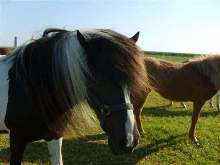 Islænder bjarklind fra juel billede 5