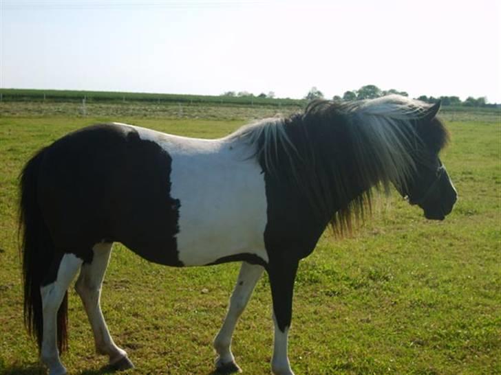 Islænder bjarklind fra juel billede 6