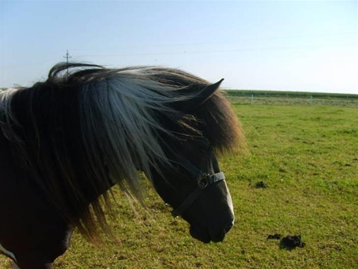 Islænder bjarklind fra juel billede 7