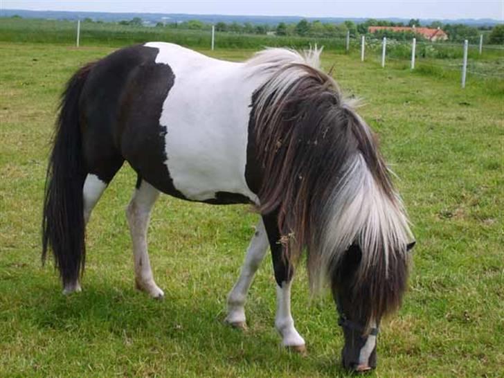 Islænder bjarklind fra juel billede 8