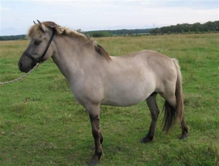 Islænder julia fra floes  billede 1