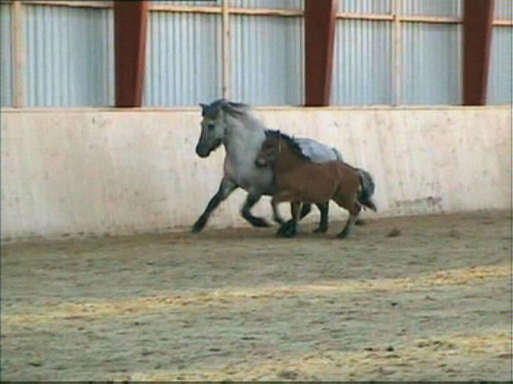 Islænder julia fra floes  billede 2