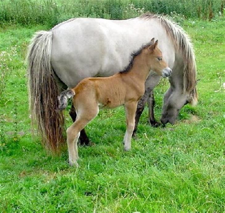 Islænder julia fra floes  billede 3