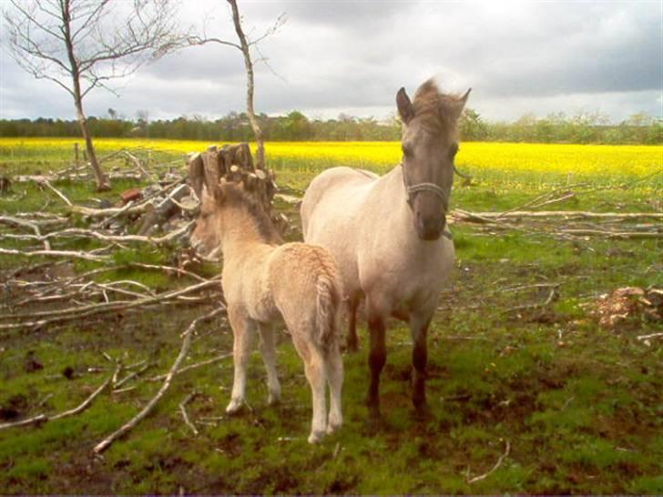 Islænder julia fra floes  billede 4