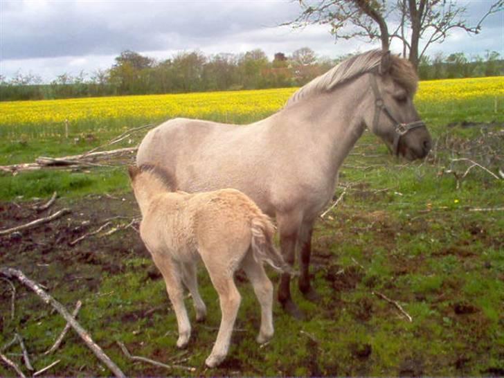 Islænder julia fra floes  billede 5