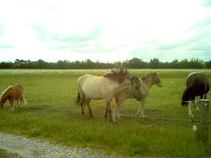 Islænder julia fra floes  billede 6