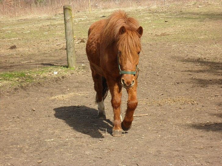 Anden særlig race Aslan billede 9