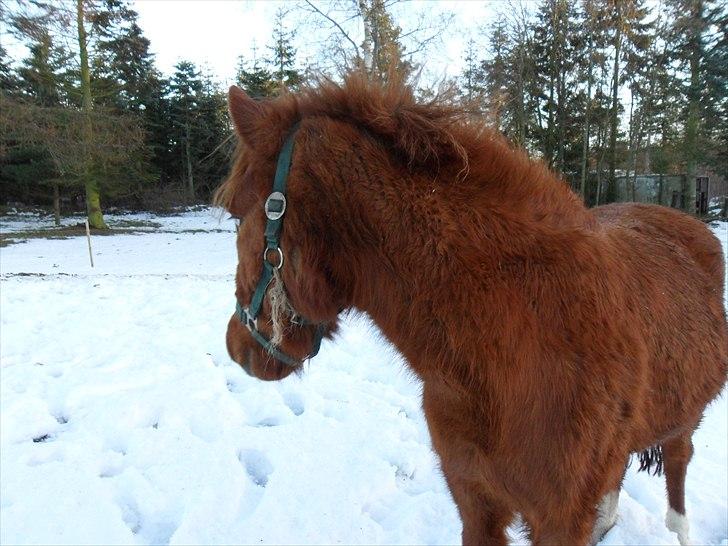 Anden særlig race Aslan - Taget vinteren 2010 :D  billede 12