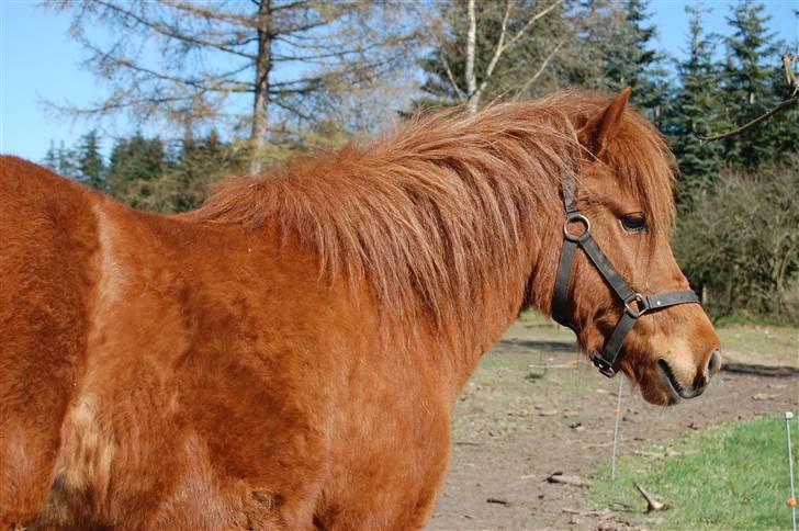 Anden særlig race Aslan billede 14