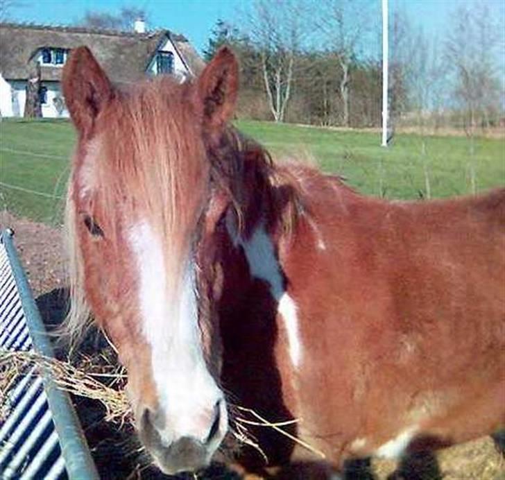 Pinto Felix - Den uimodstålige<3 - Fantastiske dyr! 
- Meeeeeeeeeget lang tid siden(; billede 1