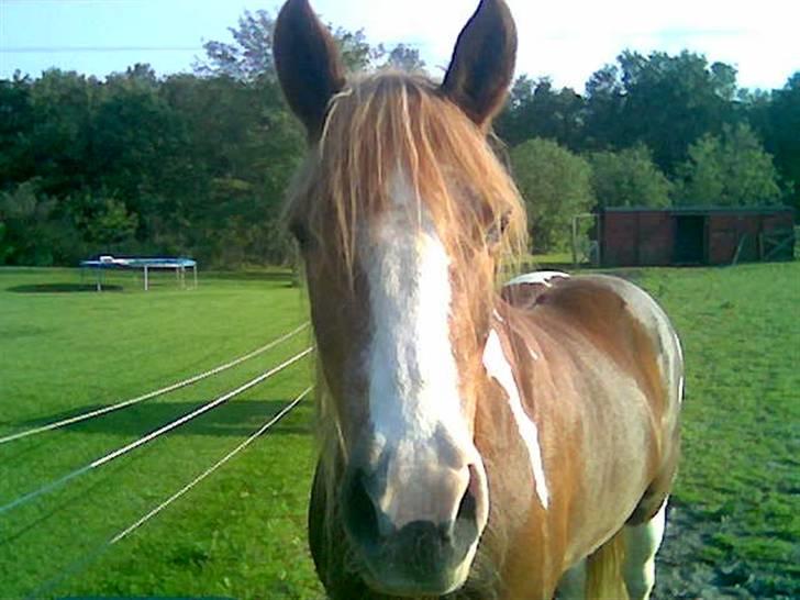 Pinto Felix - Den uimodstålige<3 - Du er bare skøn<3 billede 2