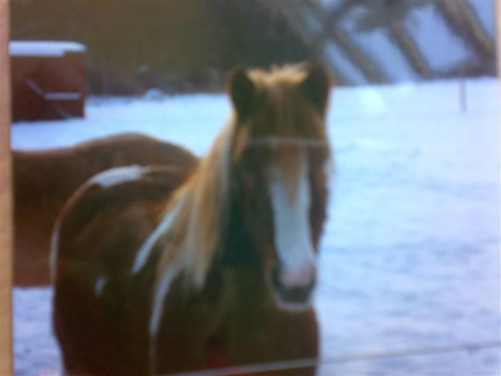 Pinto Felix - Den uimodstålige<3 - Vinter-dyret(; billede 3