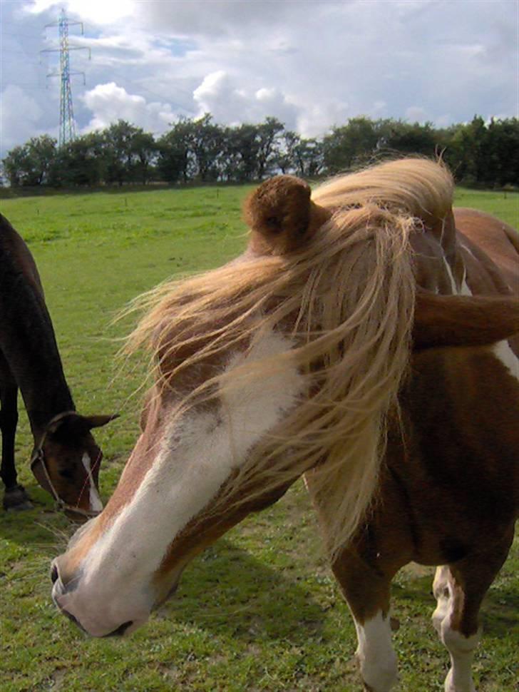 Pinto Felix - Den uimodstålige<3 - Skøre dreng :i billede 5