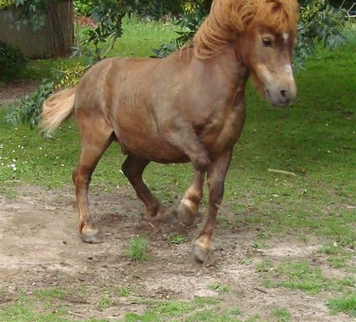 Shetlænder Carlo  - NYT dejligt lige at ha rullet sig billede 1