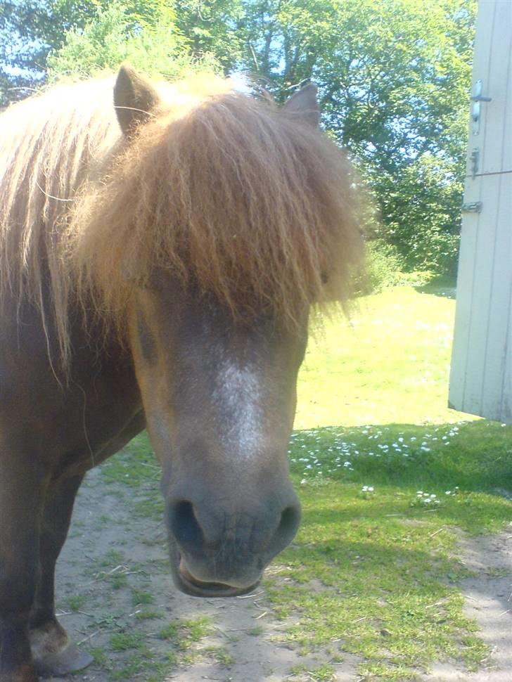 Shetlænder Carlo  - Øhh Davs billede 2