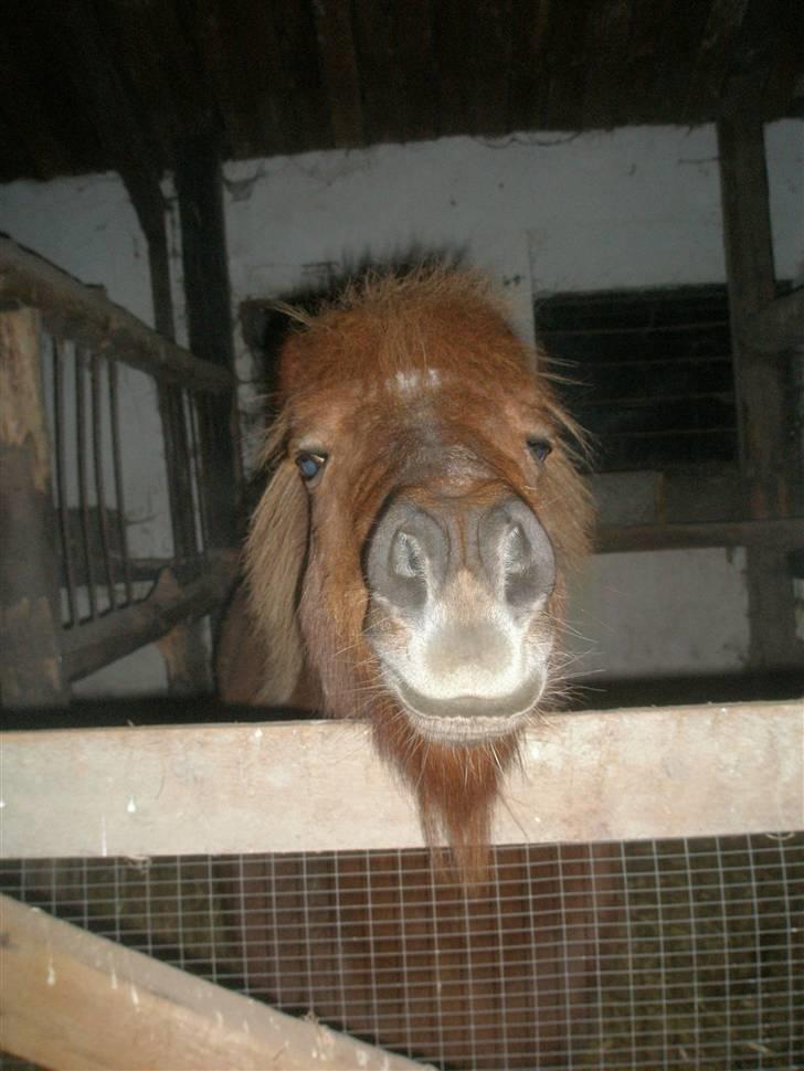 Shetlænder Carlo  - hehe langskægget trætte Carlo billede 3