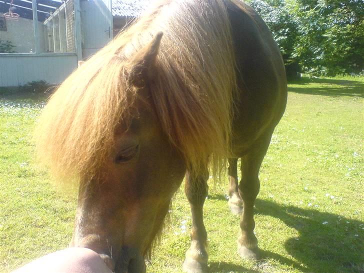 Shetlænder Carlo  billede 4