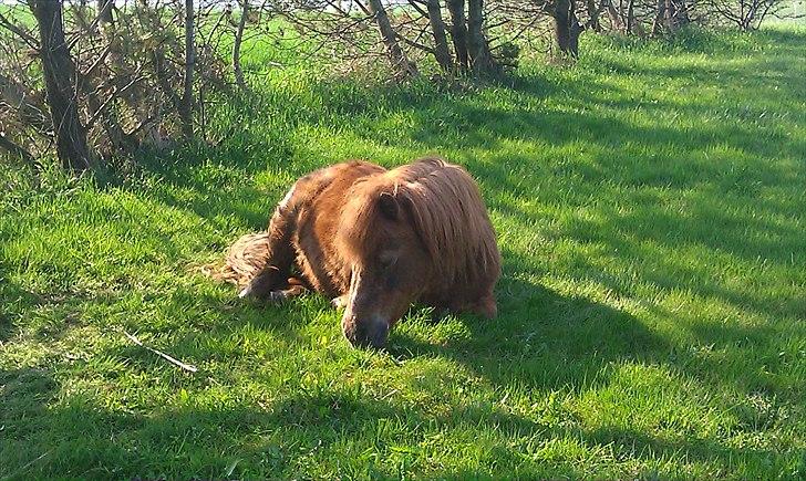Shetlænder Carlo  billede 5