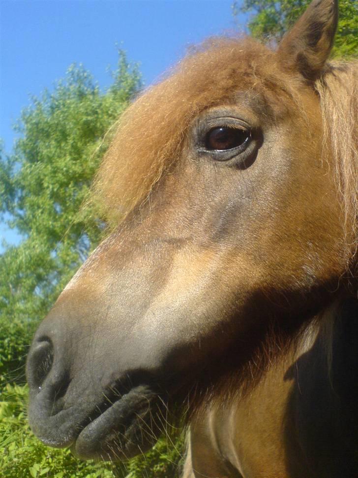 Shetlænder Carlo  billede 6